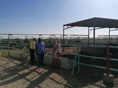 The Project for Fattening Dairy Calves & Milk Farm of The Ma’an Cooperative Society