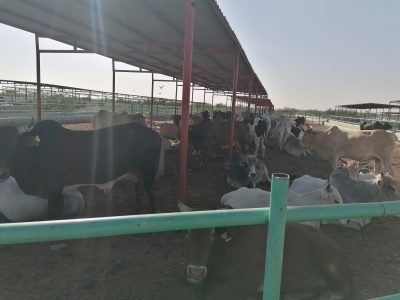 The Project for Fattening Dairy Calves & Milk Farm of The Ma’an Cooperative Society