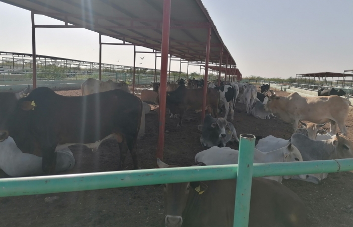  The Project for Fattening Dairy Calves & Milk Farm of The Ma’an Cooperative Society