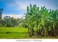 Integrated Farm