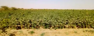 Harlem Solar - Kassala