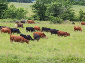 Creating Peace Among African Tribes Through Cattle Zero Grazing