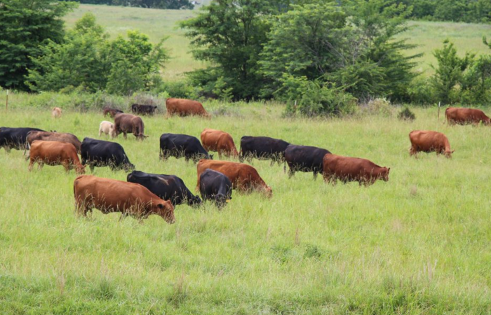  Creating Peace Among African Tribes Through Cattle Zero Grazing