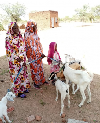 Darfur Women Entrepreneurs for Production of Organic Food