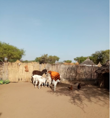 Darfur Women Entrepreneurs for Production of Organic Food