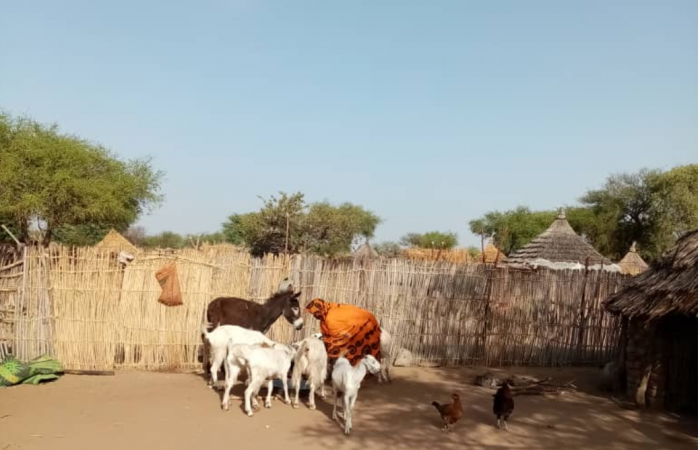  Darfur Women Entrepreneurs for Production of Organic Food