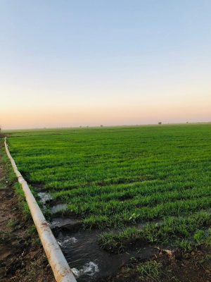 Introducing Rigid Gated Pipe Irrigation Method to Sudan a Pilot Project in the Gezira Scheme