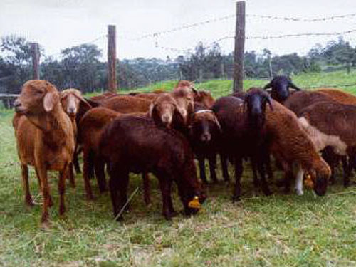 Sinja Sheep Breeding & Fattening Project