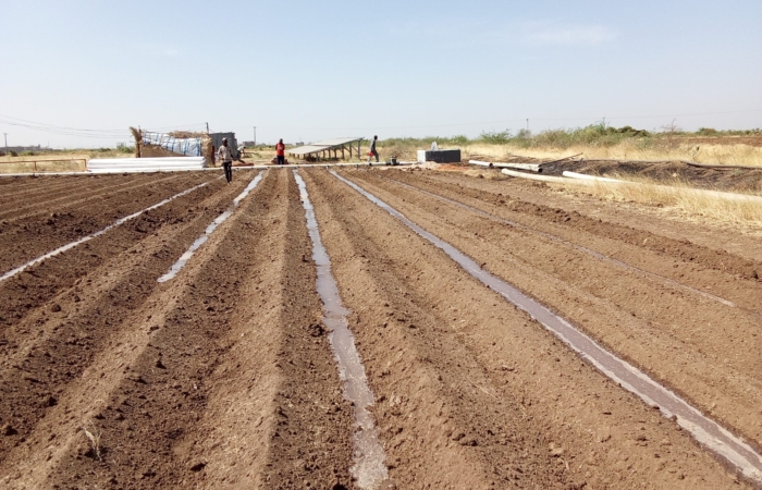  Introducing Rigid Gated Pipe Irrigation Method to Sudan a Pilot Project in the Gezira Scheme