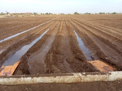 Introducing Rigid Gated Pipe Irrigation Method to Sudan a Pilot Project in the Gezira Scheme