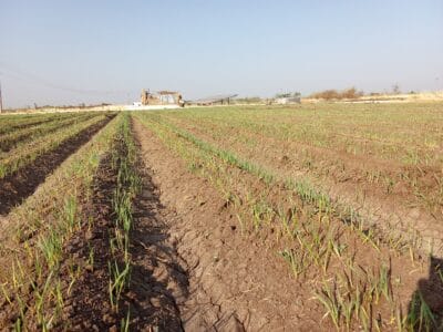 Introducing Rigid Gated Pipe Irrigation Method to Sudan a Pilot Project in the Gezira Scheme