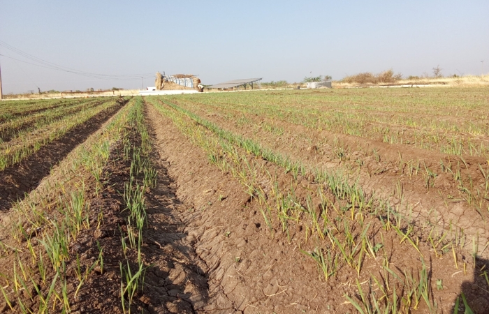  Introducing Rigid Gated Pipe Irrigation Method to Sudan a Pilot Project in the Gezira Scheme