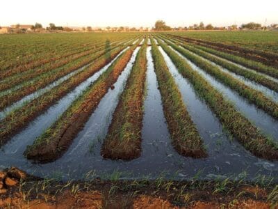 Introducing Rigid Gated Pipe Irrigation Method to Sudan a Pilot Project in the Gezira Scheme