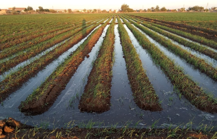  Introducing Rigid Gated Pipe Irrigation Method to Sudan a Pilot Project in the Gezira Scheme