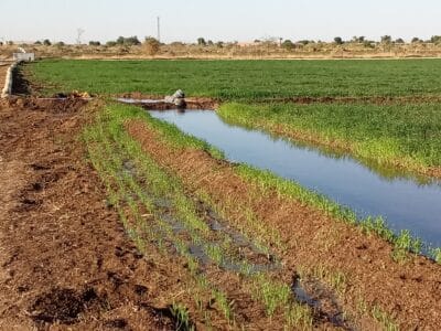 Introducing Rigid Gated Pipe Irrigation Method to Sudan a Pilot Project in the Gezira Scheme