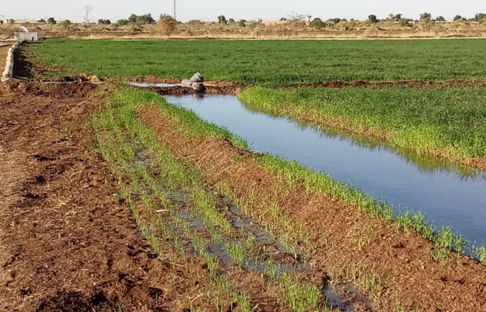  Introducing Rigid Gated Pipe Irrigation Method to Sudan a Pilot Project in the Gezira Scheme