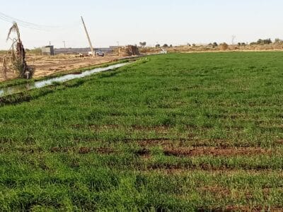 Introducing Rigid Gated Pipe Irrigation Method to Sudan a Pilot Project in the Gezira Scheme