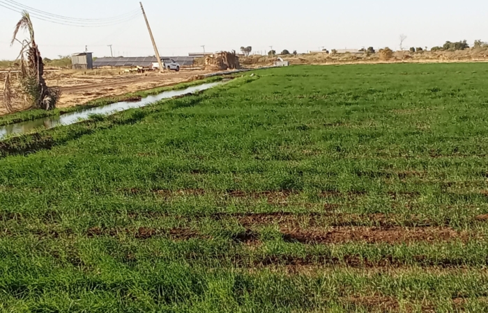  Introducing Rigid Gated Pipe Irrigation Method to Sudan a Pilot Project in the Gezira Scheme
