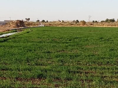 Introducing Rigid Gated Pipe Irrigation Method to Sudan a Pilot Project in the Gezira Scheme