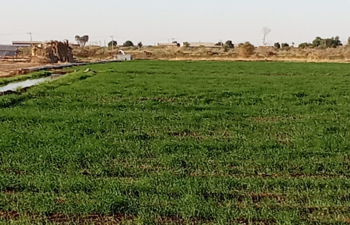  Introducing Rigid Gated Pipe Irrigation Method to Sudan a Pilot Project in the Gezira Scheme