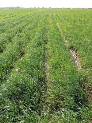 Introducing Rigid Gated Pipe Irrigation Method to Sudan a Pilot Project in the Gezira Scheme