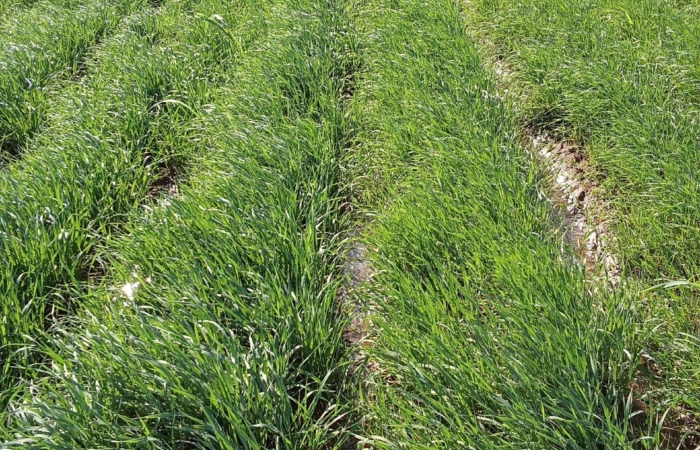 Introducing Rigid Gated Pipe Irrigation Method to Sudan a Pilot Project in the Gezira Scheme