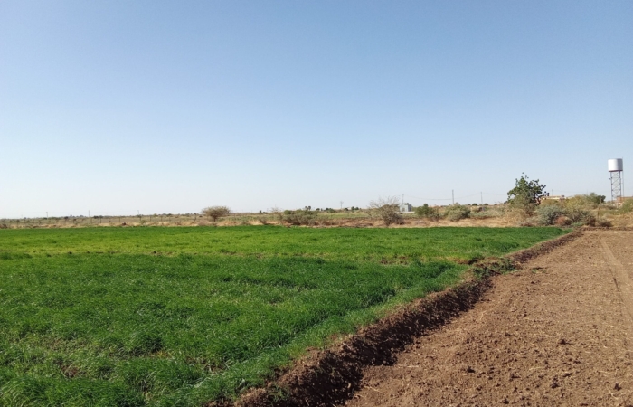  Introducing Rigid Gated Pipe Irrigation Method to Sudan a Pilot Project in the Gezira Scheme