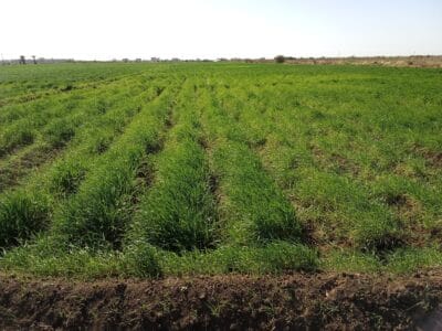 Introducing Rigid Gated Pipe Irrigation Method to Sudan a Pilot Project in the Gezira Scheme