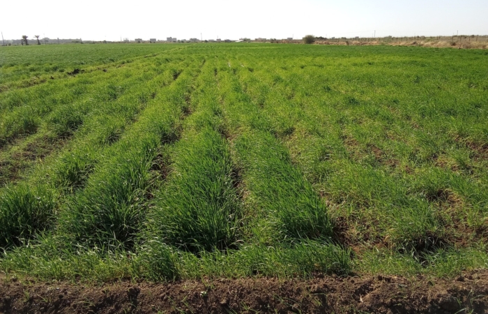  Introducing Rigid Gated Pipe Irrigation Method to Sudan a Pilot Project in the Gezira Scheme