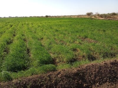 Introducing Rigid Gated Pipe Irrigation Method to Sudan a Pilot Project in the Gezira Scheme