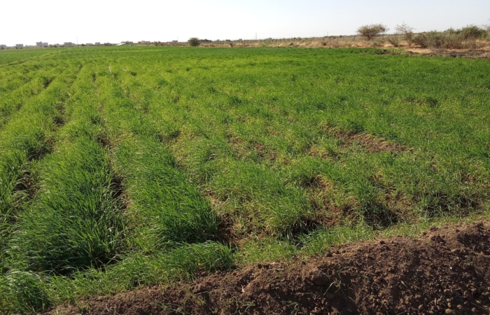  Introducing Rigid Gated Pipe Irrigation Method to Sudan a Pilot Project in the Gezira Scheme