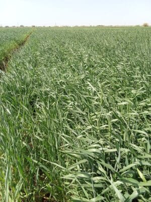 Introducing Rigid Gated Pipe Irrigation Method to Sudan a Pilot Project in the Gezira Scheme