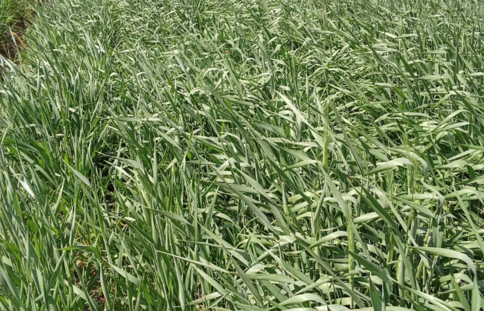  Introducing Rigid Gated Pipe Irrigation Method to Sudan a Pilot Project in the Gezira Scheme