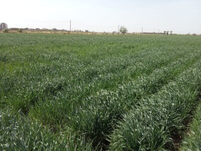 Introducing Rigid Gated Pipe Irrigation Method to Sudan a Pilot Project in the Gezira Scheme