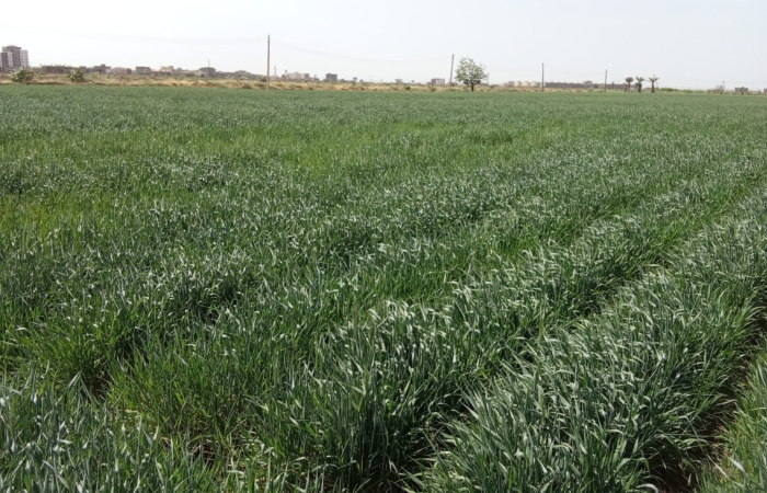  Introducing Rigid Gated Pipe Irrigation Method to Sudan a Pilot Project in the Gezira Scheme