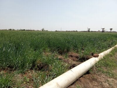 Introducing Rigid Gated Pipe Irrigation Method to Sudan a Pilot Project in the Gezira Scheme