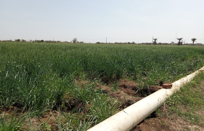  Introducing Rigid Gated Pipe Irrigation Method to Sudan a Pilot Project in the Gezira Scheme