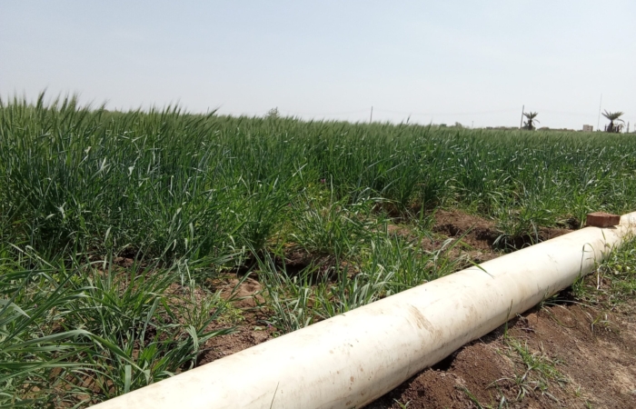  Introducing Rigid Gated Pipe Irrigation Method to Sudan a Pilot Project in the Gezira Scheme