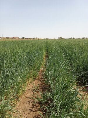 Introducing Rigid Gated Pipe Irrigation Method to Sudan a Pilot Project in the Gezira Scheme