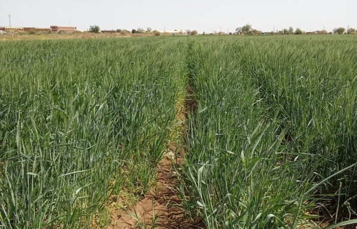  Introducing Rigid Gated Pipe Irrigation Method to Sudan a Pilot Project in the Gezira Scheme