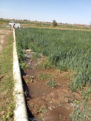 Introducing Rigid Gated Pipe Irrigation Method to Sudan a Pilot Project in the Gezira Scheme
