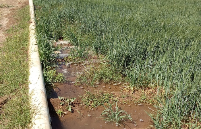  Introducing Rigid Gated Pipe Irrigation Method to Sudan a Pilot Project in the Gezira Scheme
