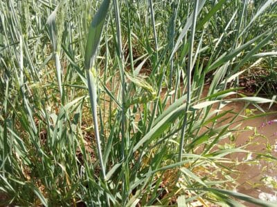 Introducing Rigid Gated Pipe Irrigation Method to Sudan a Pilot Project in the Gezira Scheme