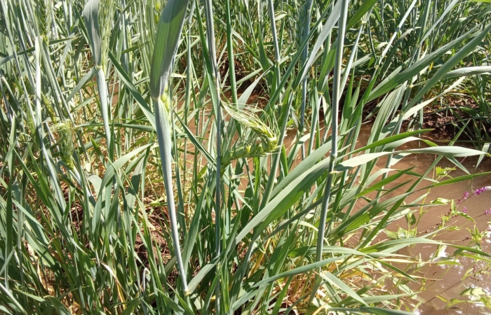  Introducing Rigid Gated Pipe Irrigation Method to Sudan a Pilot Project in the Gezira Scheme