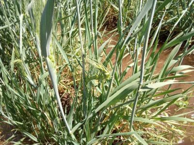 Introducing Rigid Gated Pipe Irrigation Method to Sudan a Pilot Project in the Gezira Scheme