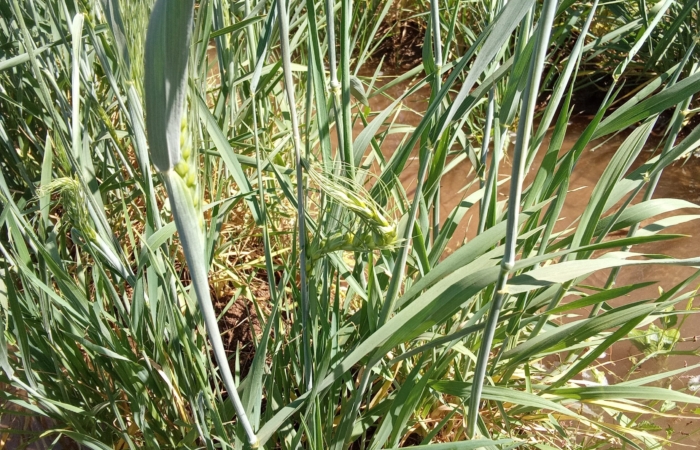  Introducing Rigid Gated Pipe Irrigation Method to Sudan a Pilot Project in the Gezira Scheme