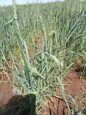 Introducing Rigid Gated Pipe Irrigation Method to Sudan a Pilot Project in the Gezira Scheme