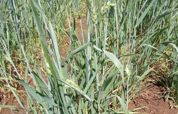  Introducing Rigid Gated Pipe Irrigation Method to Sudan a Pilot Project in the Gezira Scheme