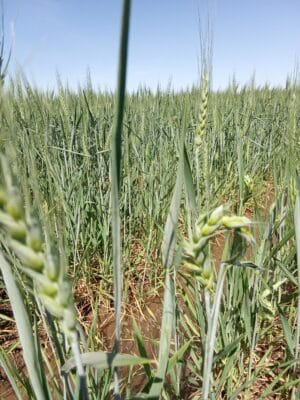 Introducing Rigid Gated Pipe Irrigation Method to Sudan a Pilot Project in the Gezira Scheme