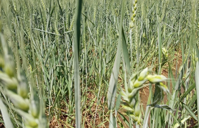  Introducing Rigid Gated Pipe Irrigation Method to Sudan a Pilot Project in the Gezira Scheme